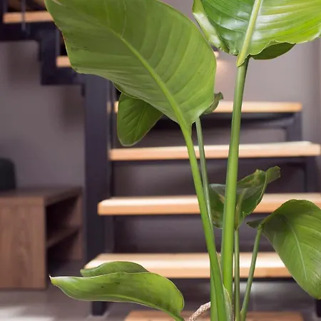 Apertura Minima Living Space Next To Sea *