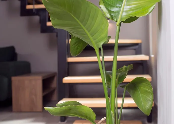 Apertura Minima Living Space Next To Sea *